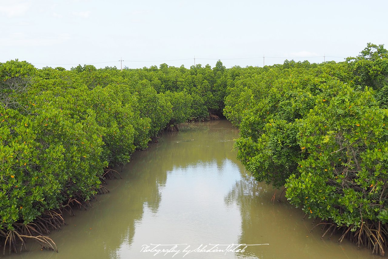 🌳 시마지리 맹그로브 숲(島尻のマングローブ林) 이미지 5